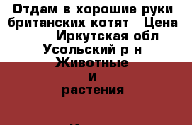 Отдам в хорошие руки британских котят › Цена ­ 300 - Иркутская обл., Усольский р-н Животные и растения » Кошки   . Иркутская обл.